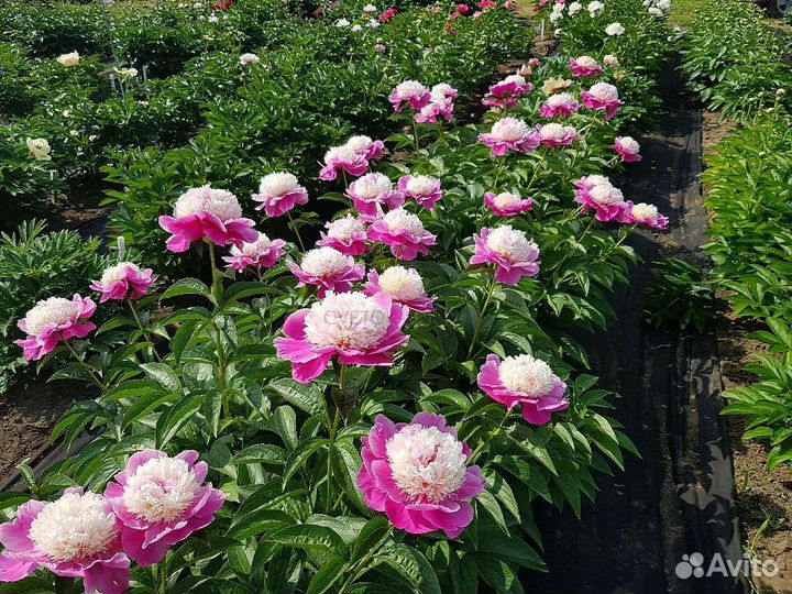 Пион Кора Стабс