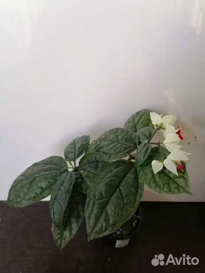 Клеродендрум томпсон