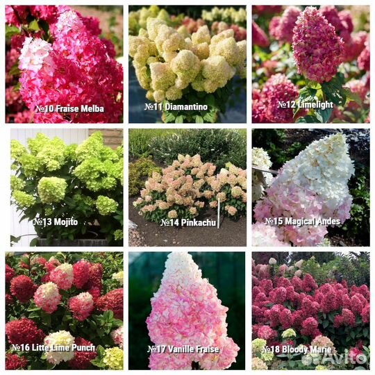 Гортензии метельчатые в горшке 45 сортов доставка