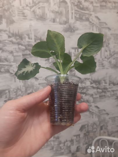 Сингониумы сортовые