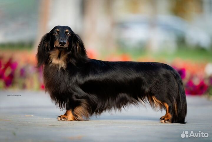 Вязка кабеля такса кроличья д/ш