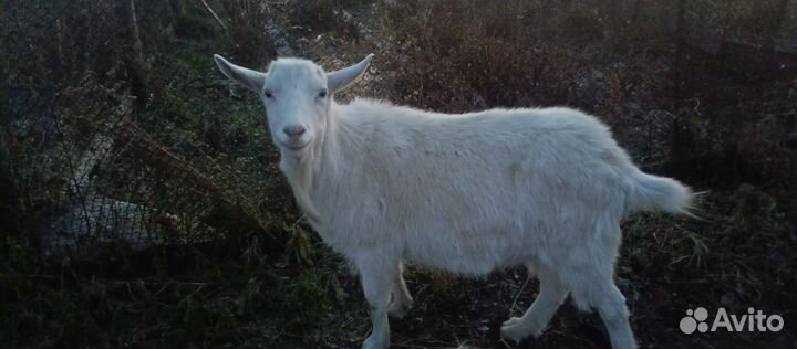 Козел зааненский