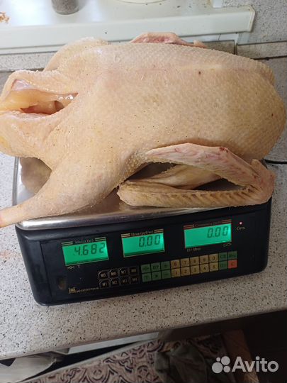 Домашний гусь