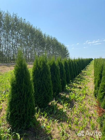 Туя смарагд из питомника