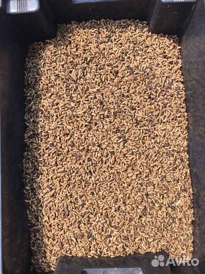 Личинка Черной львинка замороженная