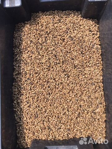 Личинка Черной львинка замороженная