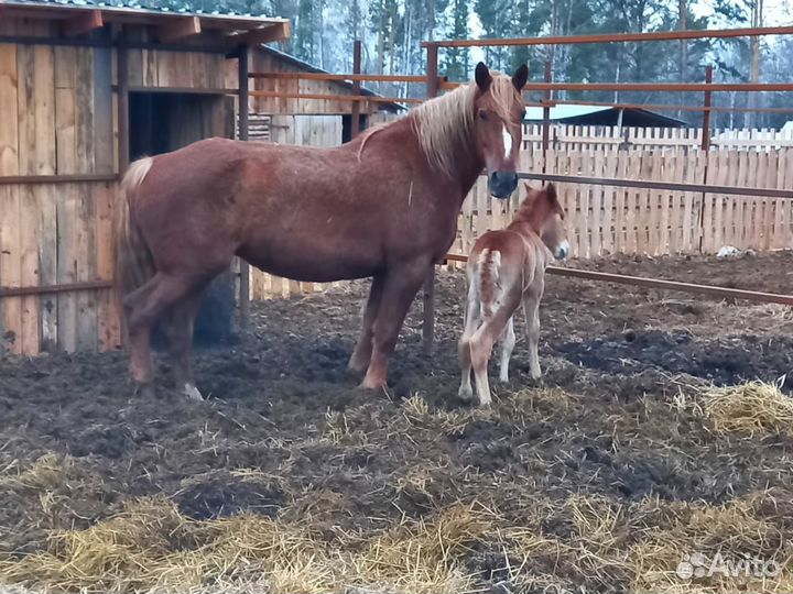 Продаются Кобылы