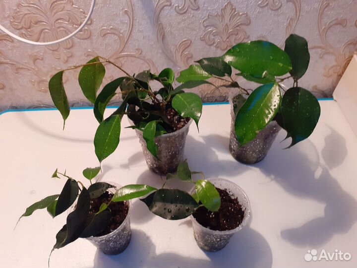 Фикус бенджамина