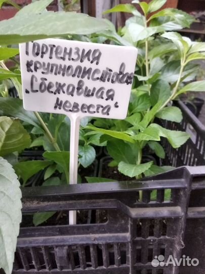 Многолетние растения