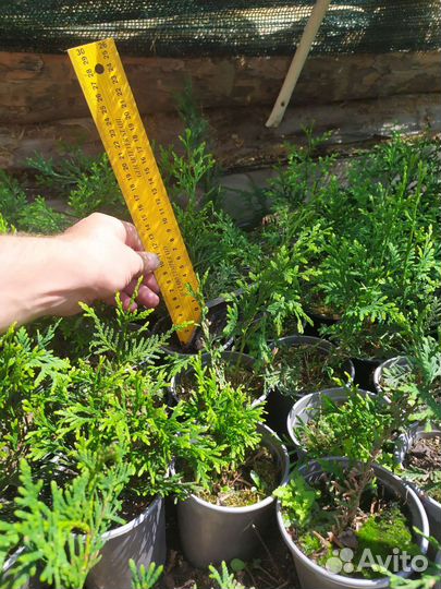 Туя западная, можевельник казацкий