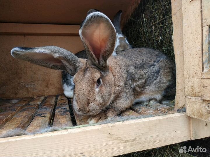 Кролики разных пород