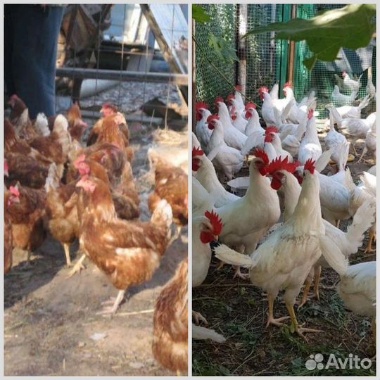 Куры несушки
