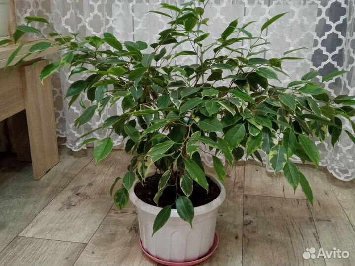 Фикус большой