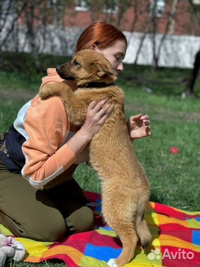 Мальчишка щенок из приюта ждёт мампап