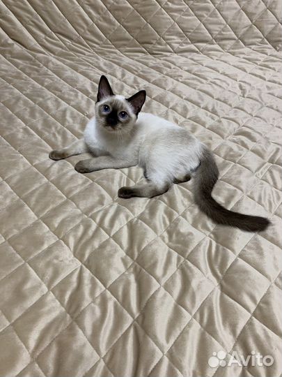 Тайские котята