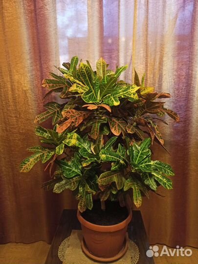 Кротон экселент