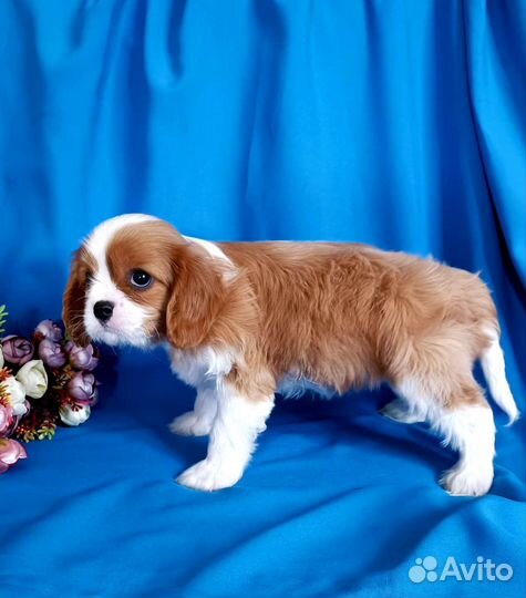 Девочка Кавалер Кинг Чарльз спаниель