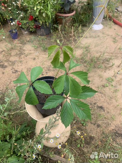 Саженцы девичий виноград