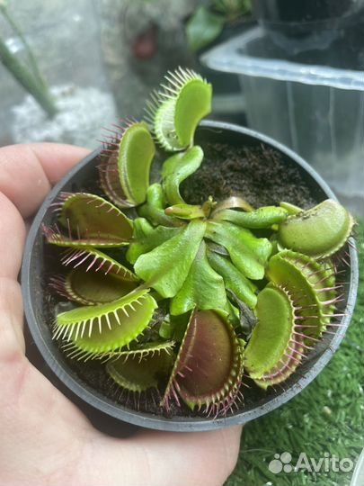 Венерина мухоловка дионея