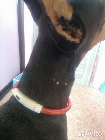 Ошейник светодиодный