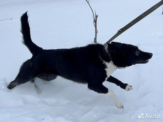 Милая Соня лишилась дома #собака