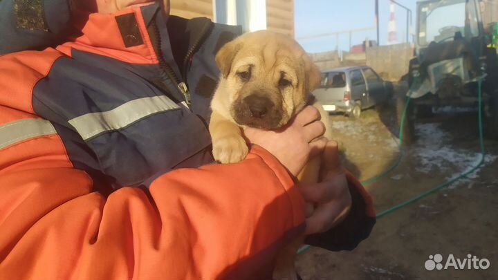 Собака в добрые руки отдам бесплатно