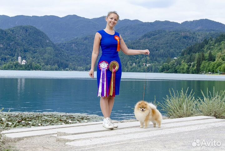 Померанский шпиц кобели для вязки