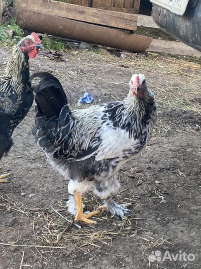 Молодые петухи