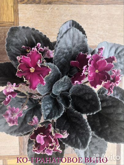 Сортовые фиалки цветущие