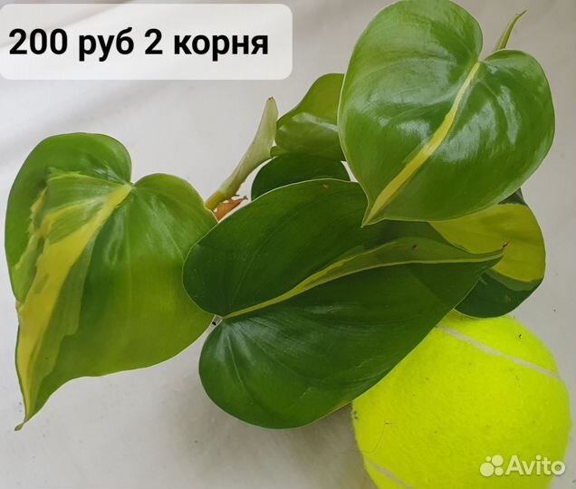 Филодендрон сканденс бразил