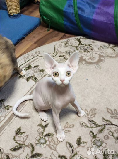 Котик Девон-рекс