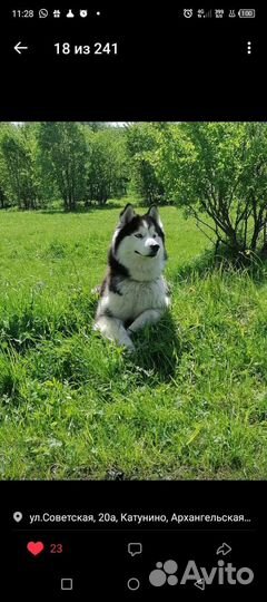 Щенки хаски