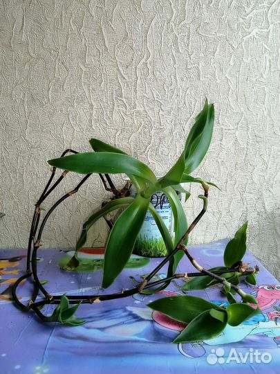 Растение золотой ус