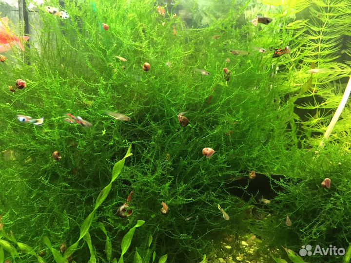 Яванский мох