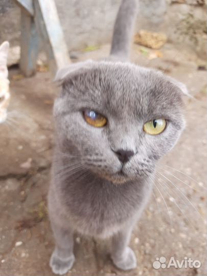 Котята бесплатно