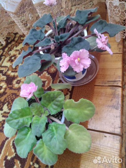 Сортовые фиалки цветущие