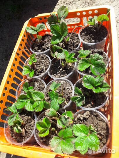 Рассада виктории