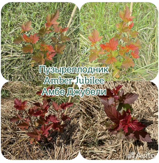 Пузыреплодник Литл энжел little Angel