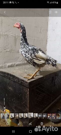 Бойцовые петухи