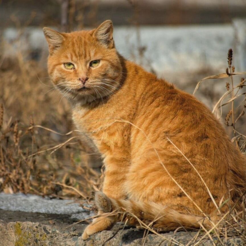 На даче замерзает красивый кот