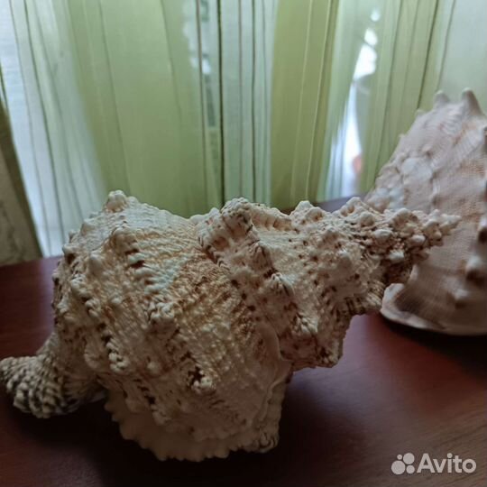 Ракушка большая, 2 штуки