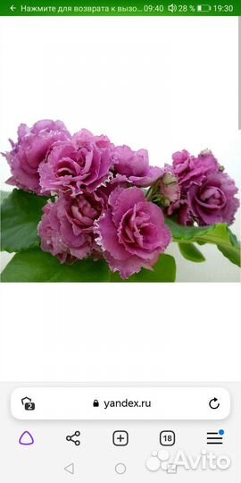 Фиалка Ав любовь