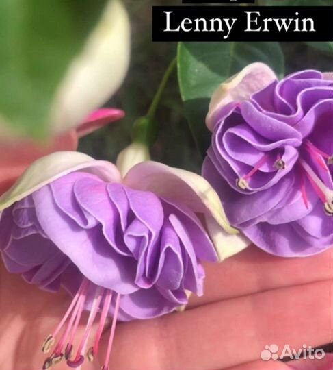 Фуксия (детки)