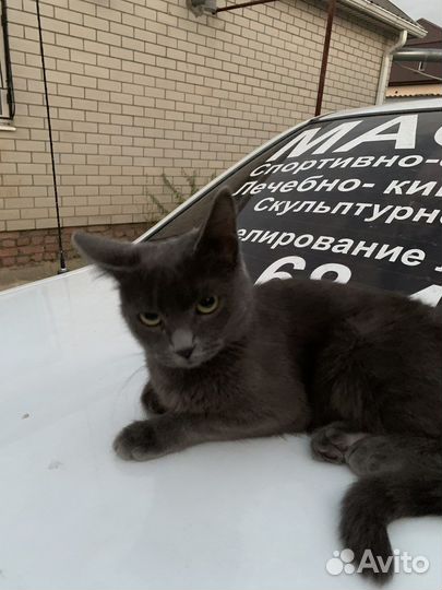 Отдам в добрые руки