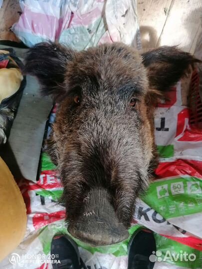 Чучело головы кабана