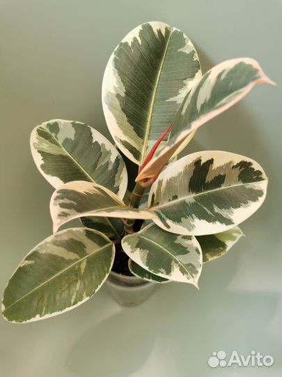 Фикусы сортовые Тинике, Бамбино