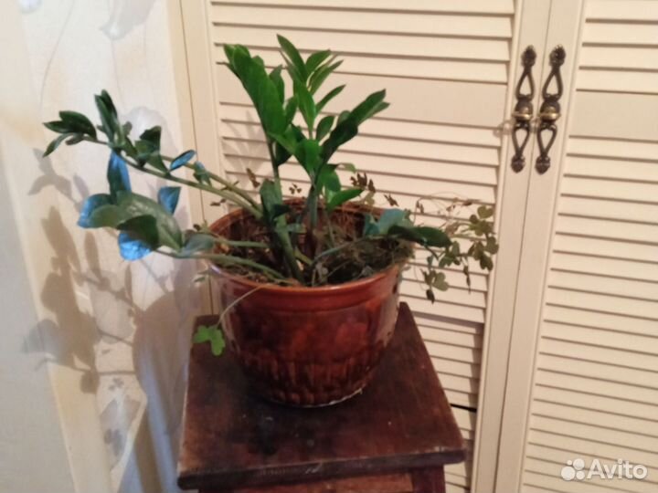 Эпифиллум молодой