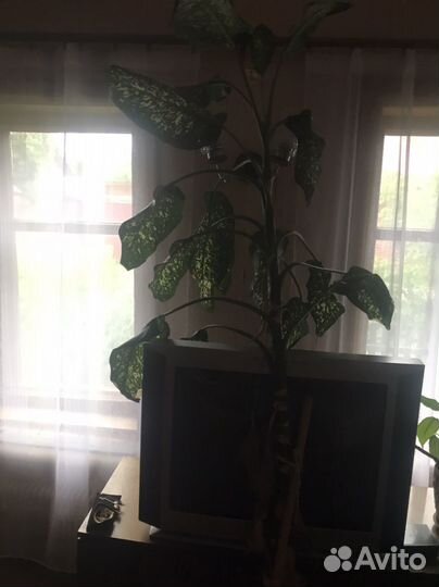 Диффенбахия, огромные, выращенные цветы