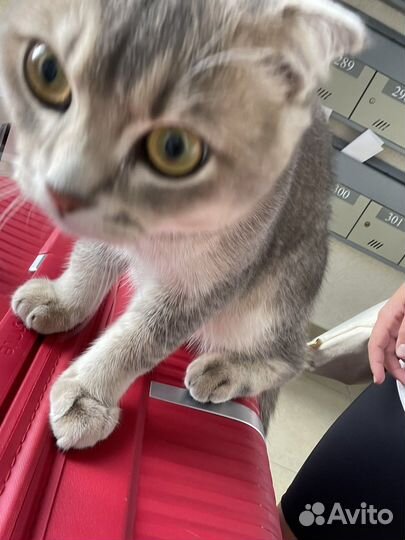Кот золотая шиншилла мальчик