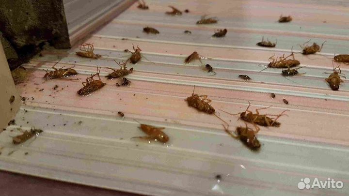 Уничтожение тараканов, обработка от клопов